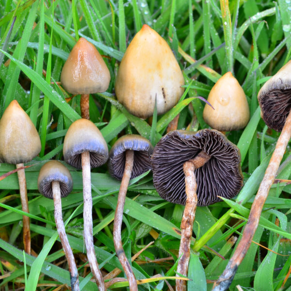 Buy Liberty caps mushroom online online in Ontario Canada