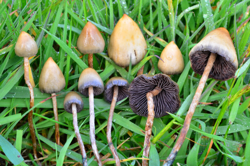 Buy Liberty caps mushroom online online in Ontario Canada