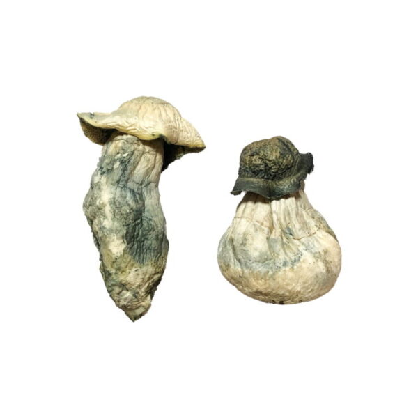 Buy Albino Penis Envy Magic Mushrooms IN Ontario Canada