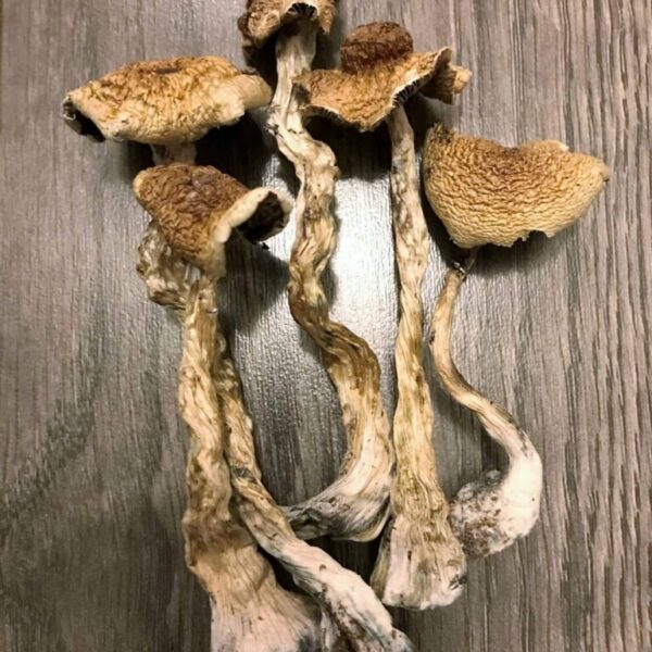 Buy Blue Meanies Mushrooms online Ontario Canada