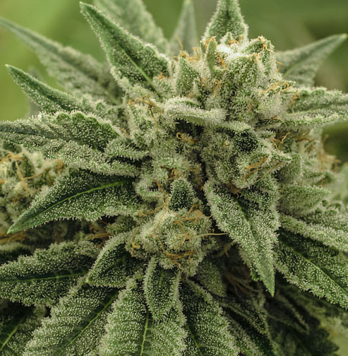 Buy Wedding Cake – Indica online Ontario Canada